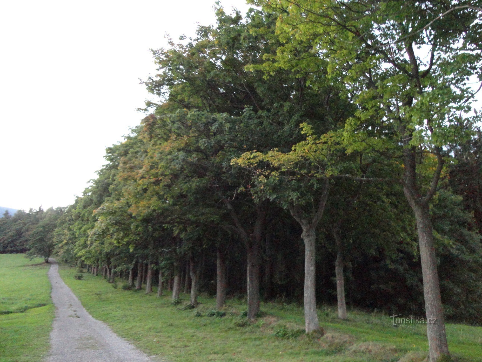 Viale d'Acero in Via Piette