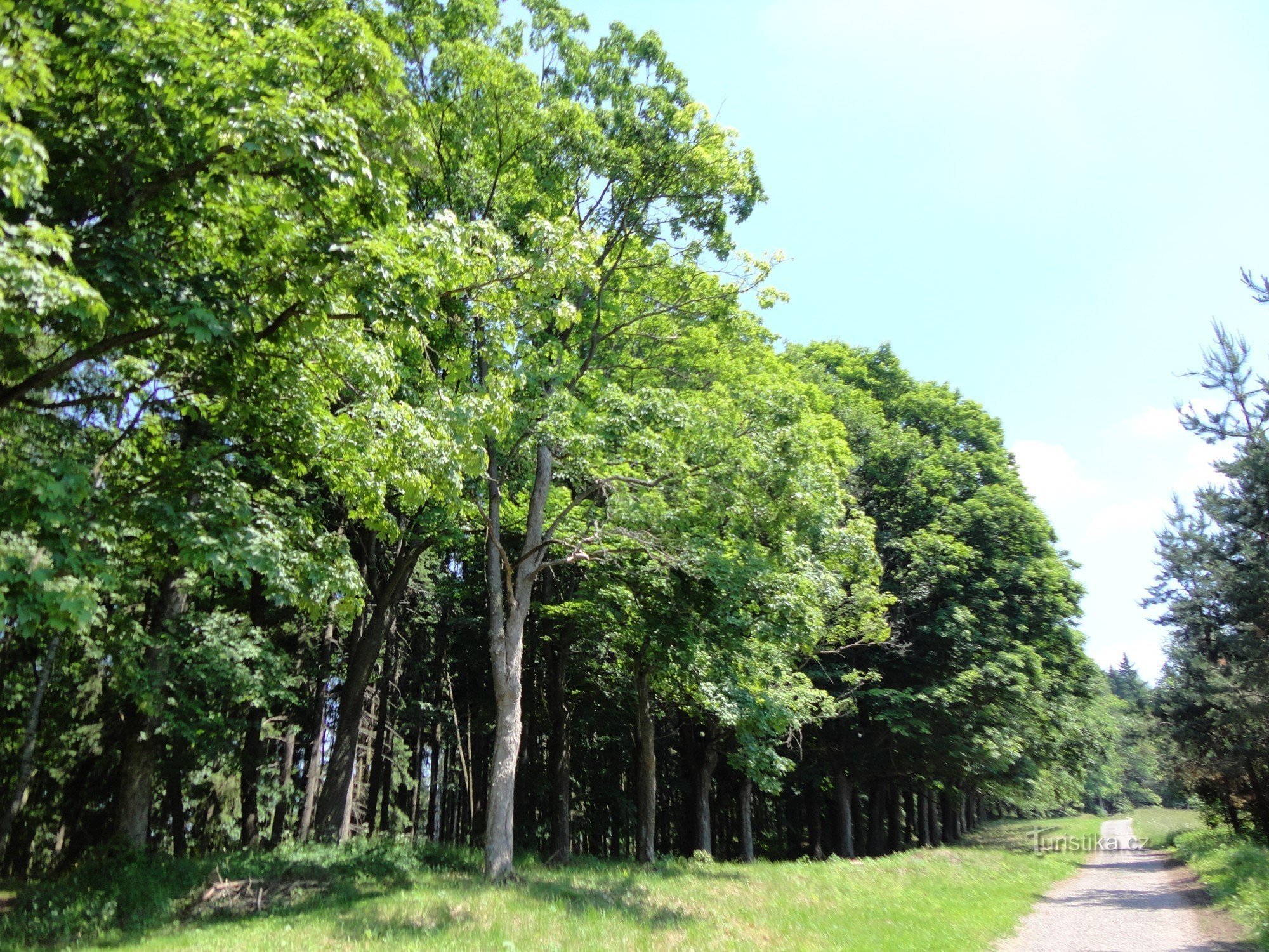 Viale d'Acero in Via Piette