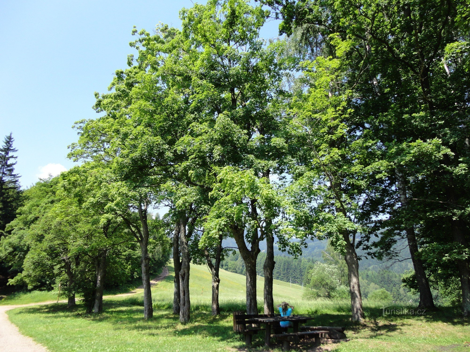 Viale d'Acero in Via Piette