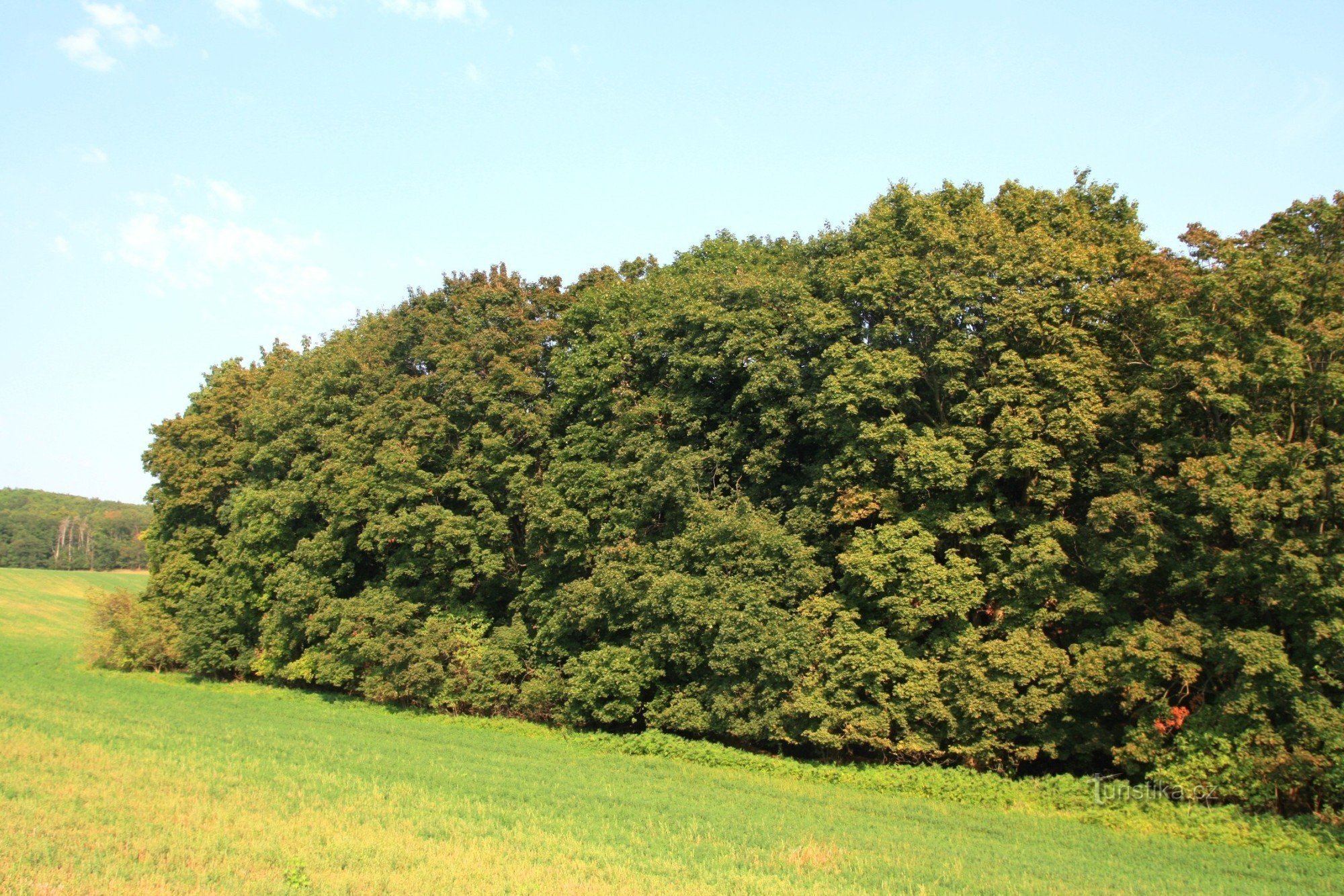 Bordure en érable sous Hradisk