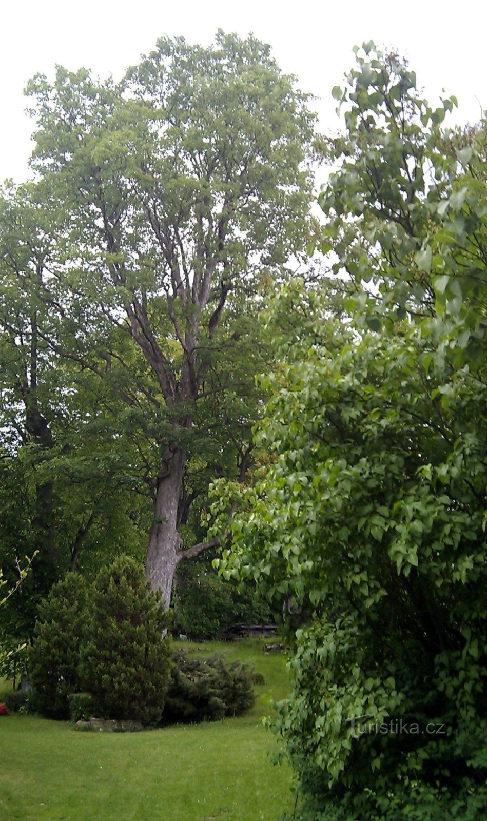 árboles de maple