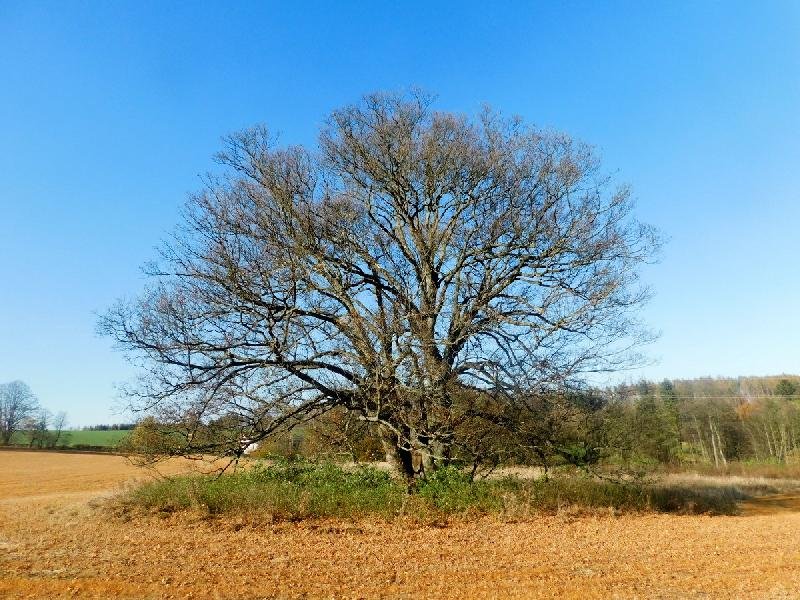 javory u hájovny Kukačka
