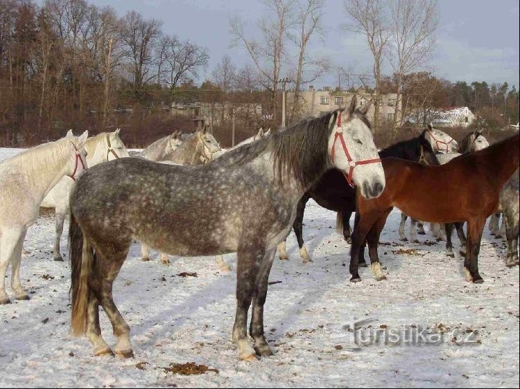 Malo je drugačiji, ali je zgodan