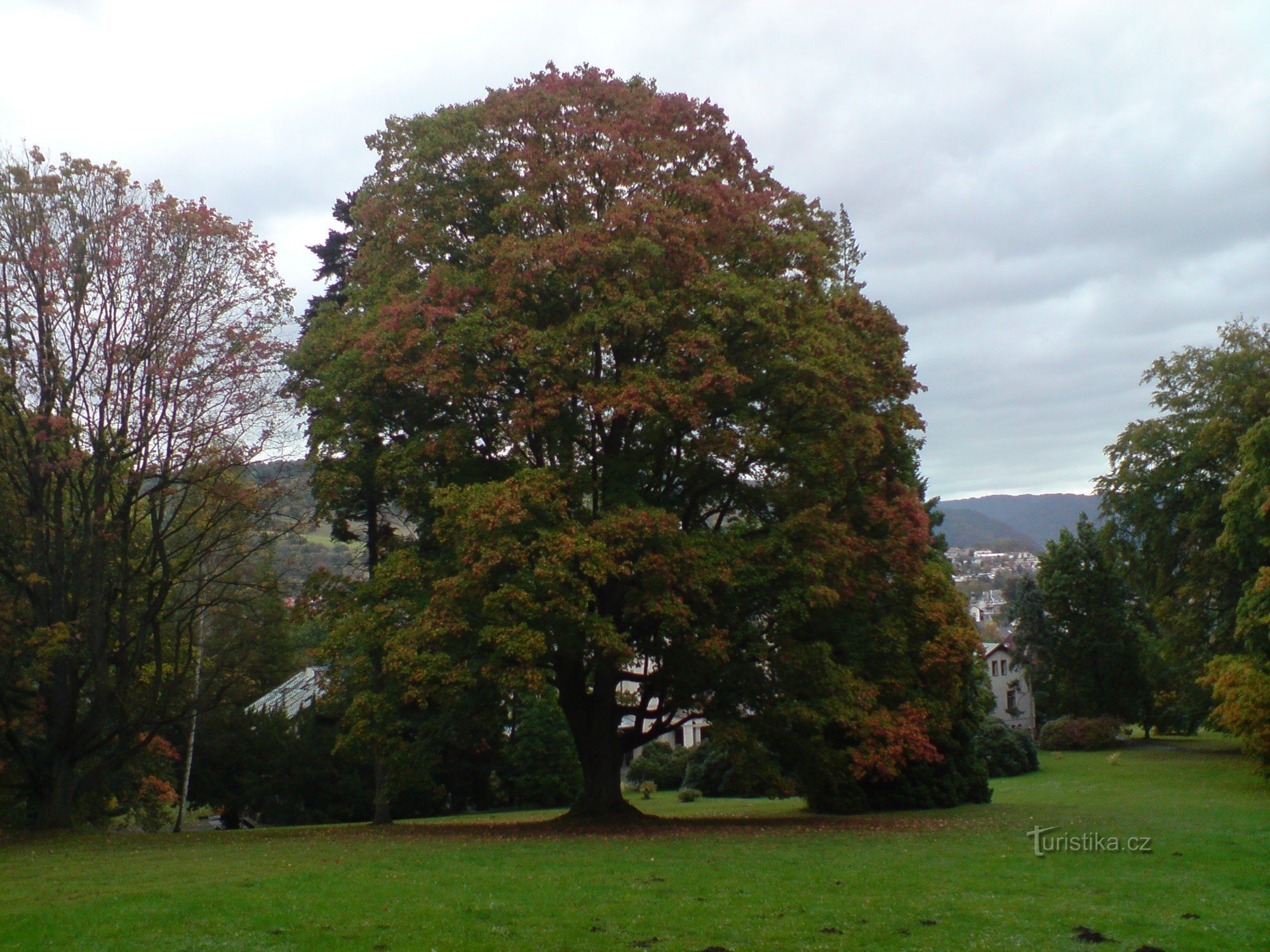 uno de los muchos árboles hermosos en el parque del castillo