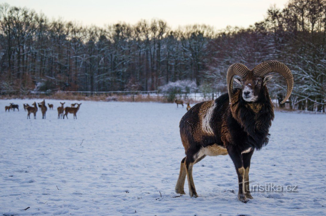 One of the mouflons, the most curious