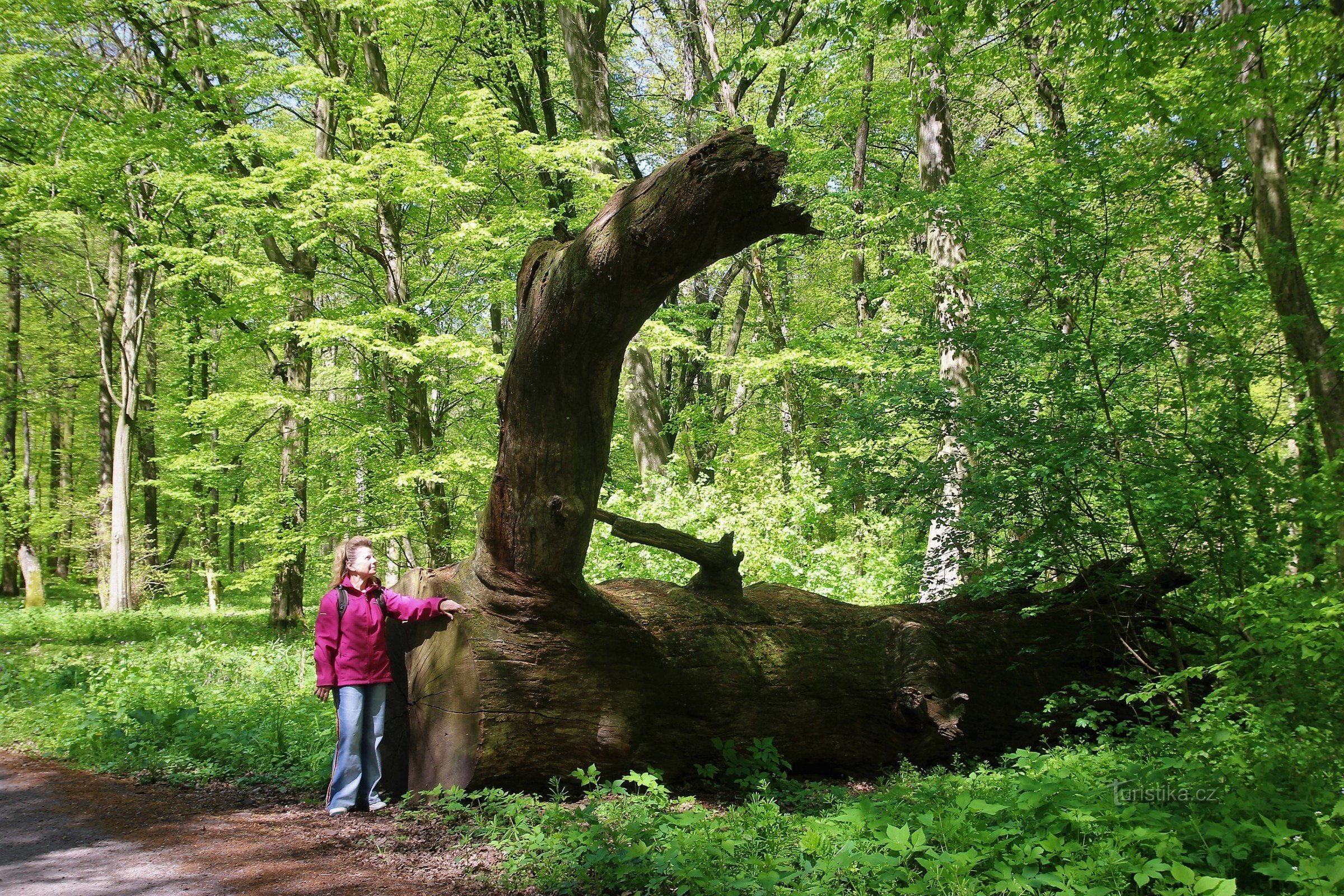 One of the fallen ancient solitaire oaks, which in the past hosted the local floodplain forest