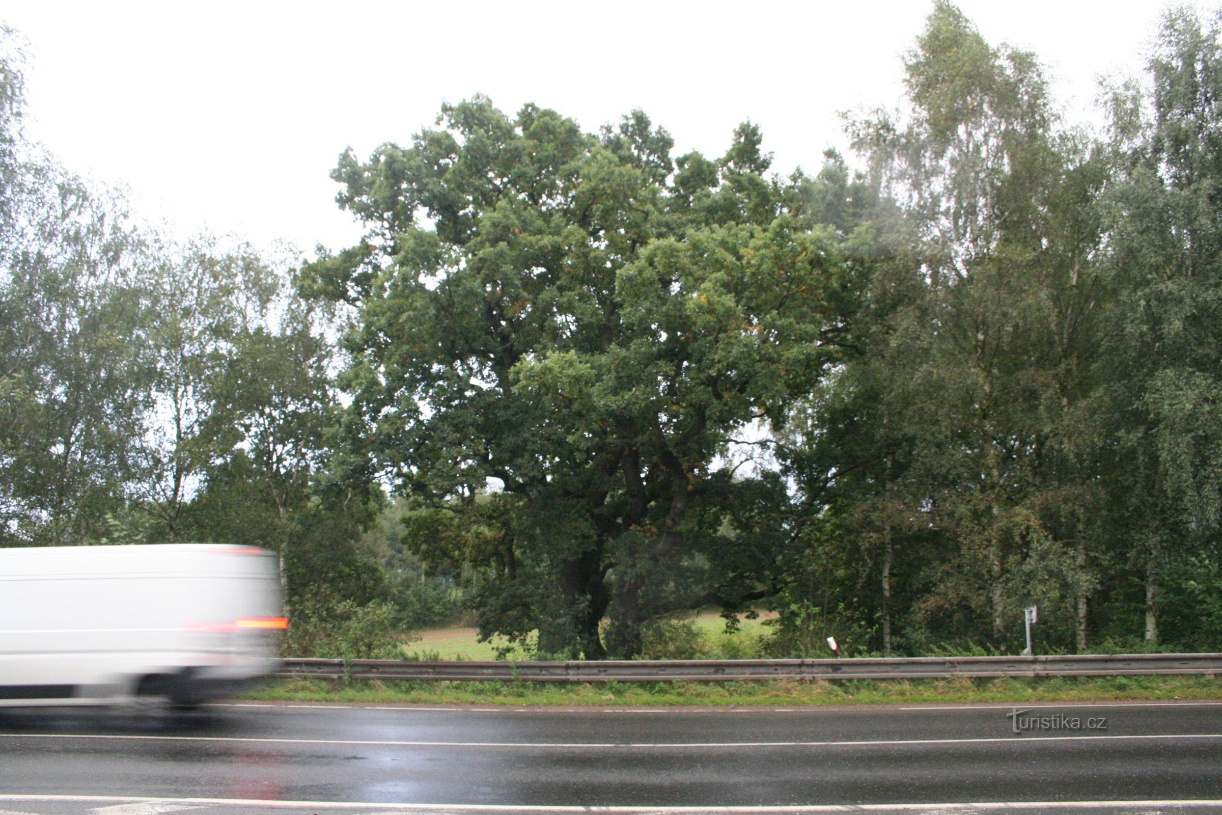 One of two memorial oak trees