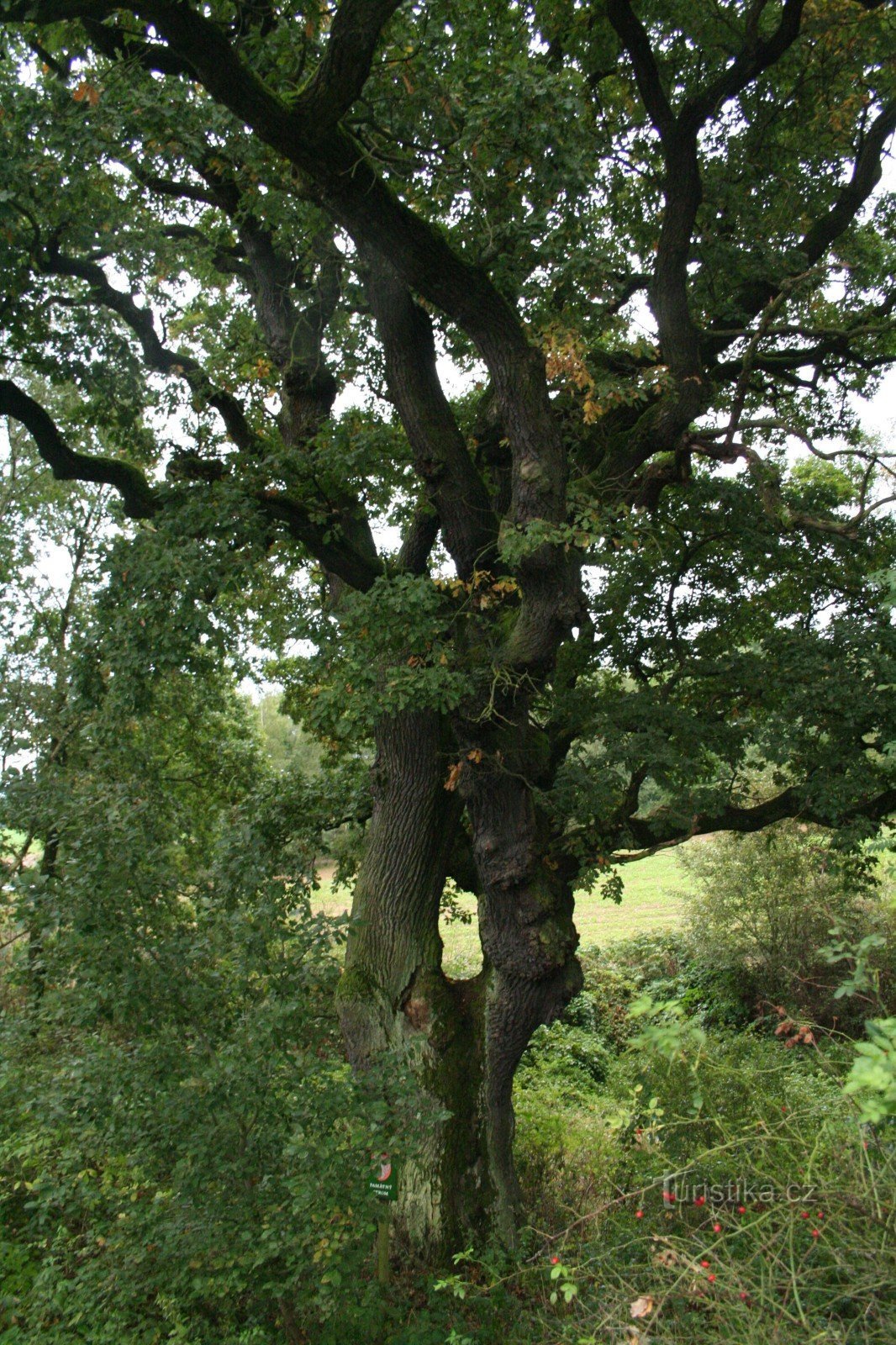 One of two memorial oak trees