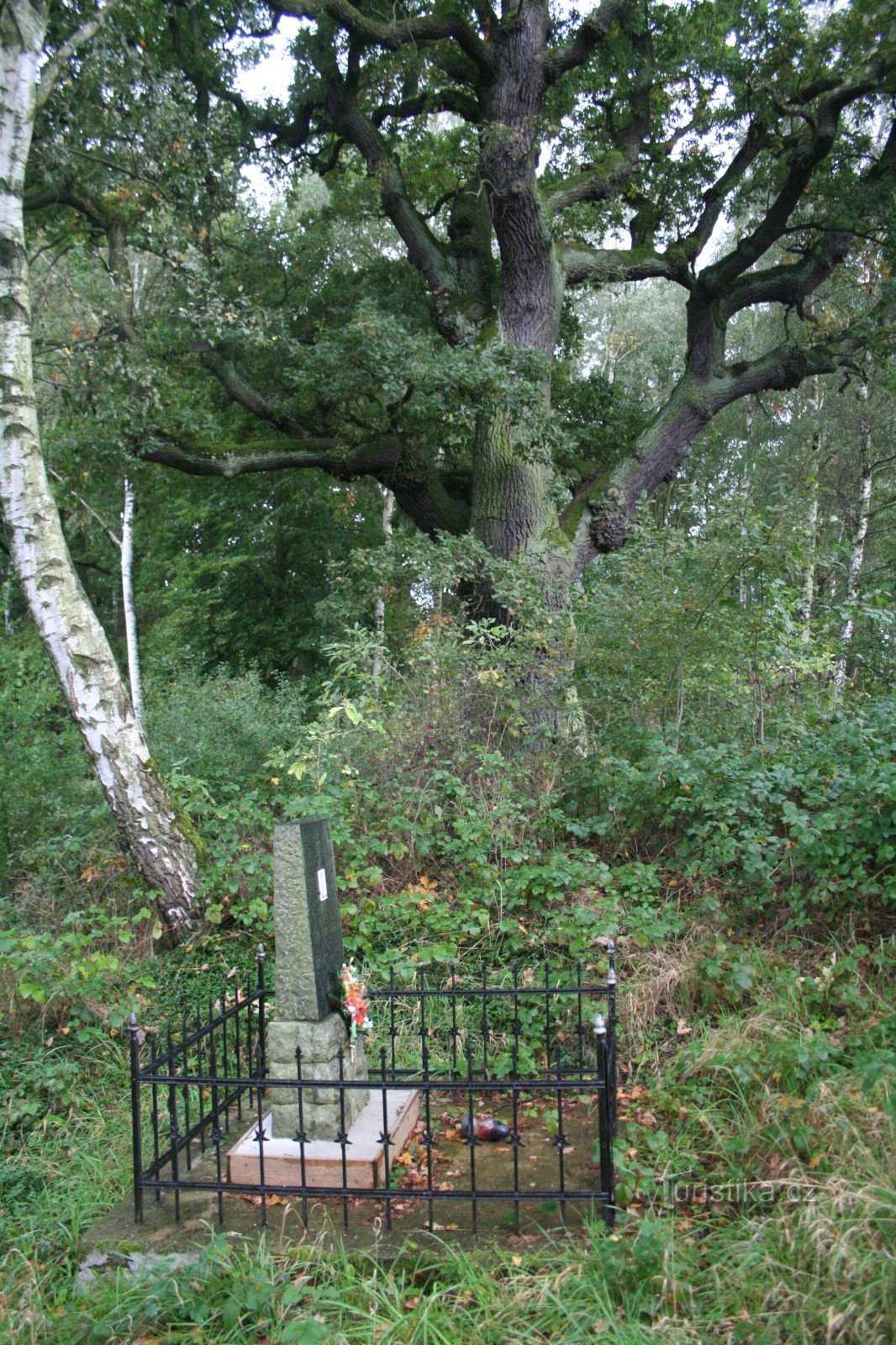 One of two memorial oak trees