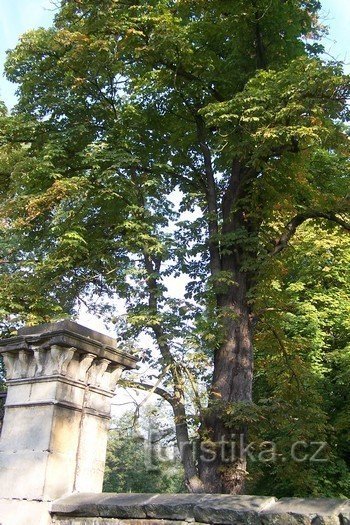 Uno degli alberi del castello