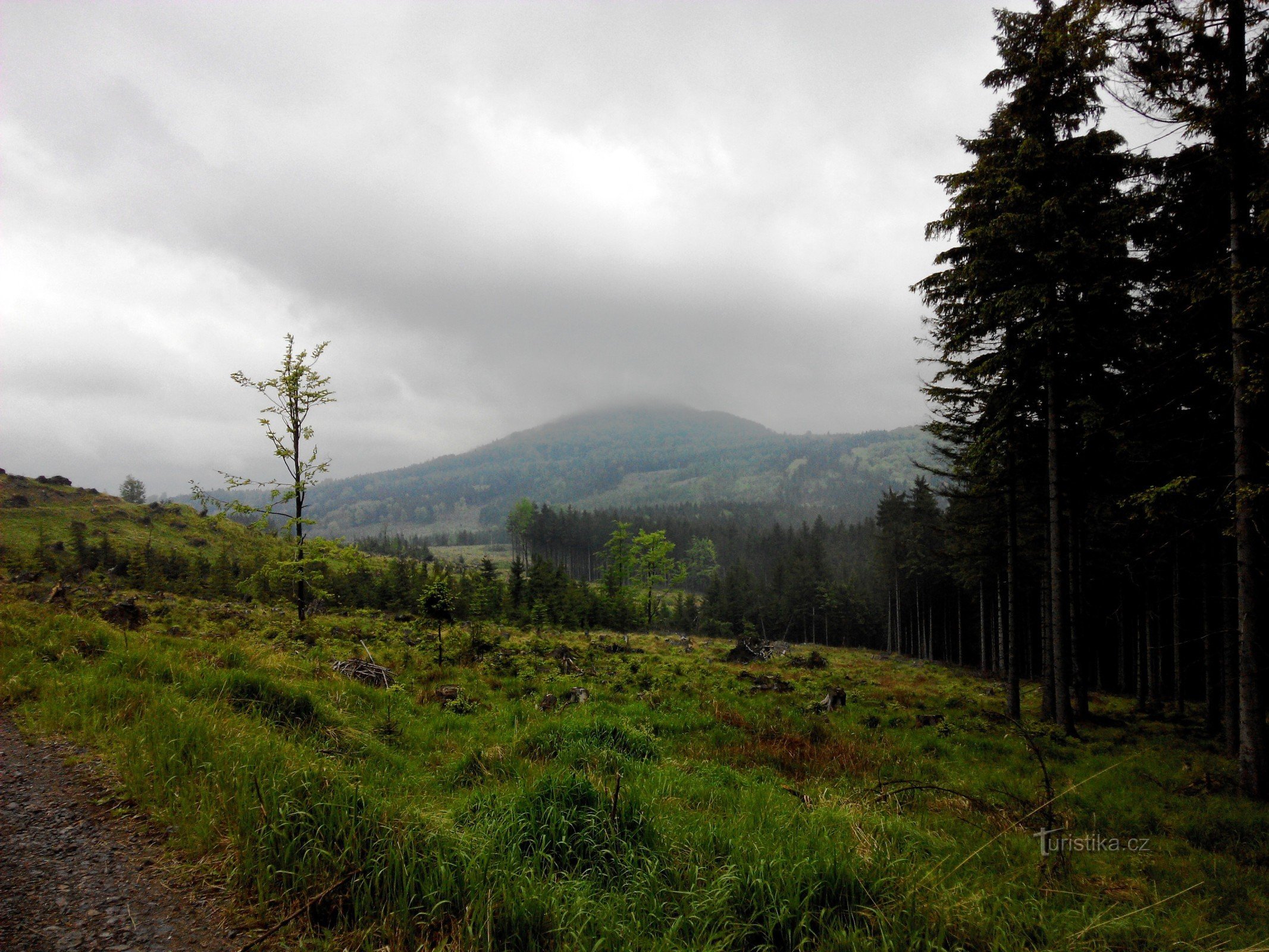 Montagne de sapins dans les nuages