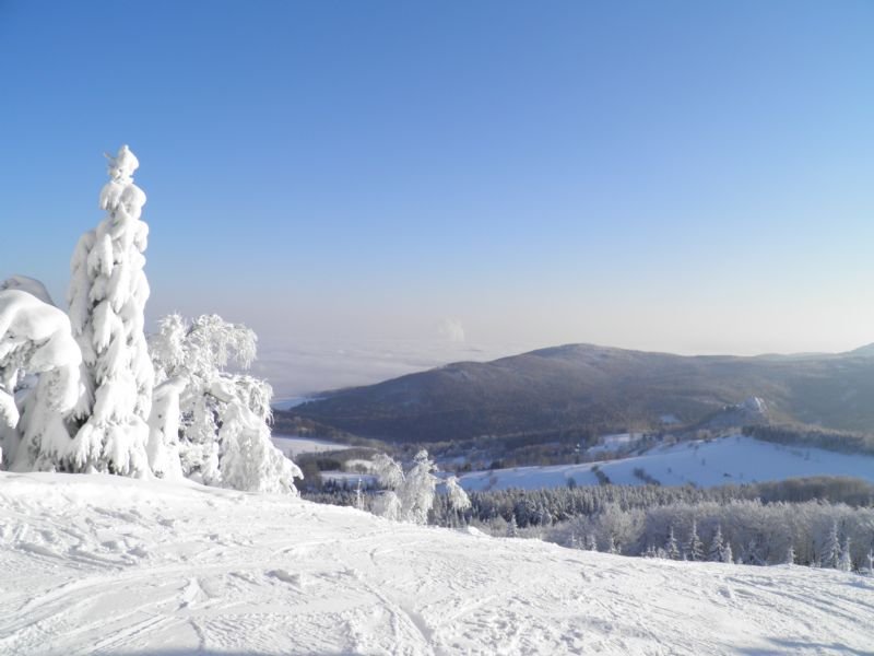 Widok jodły z góry