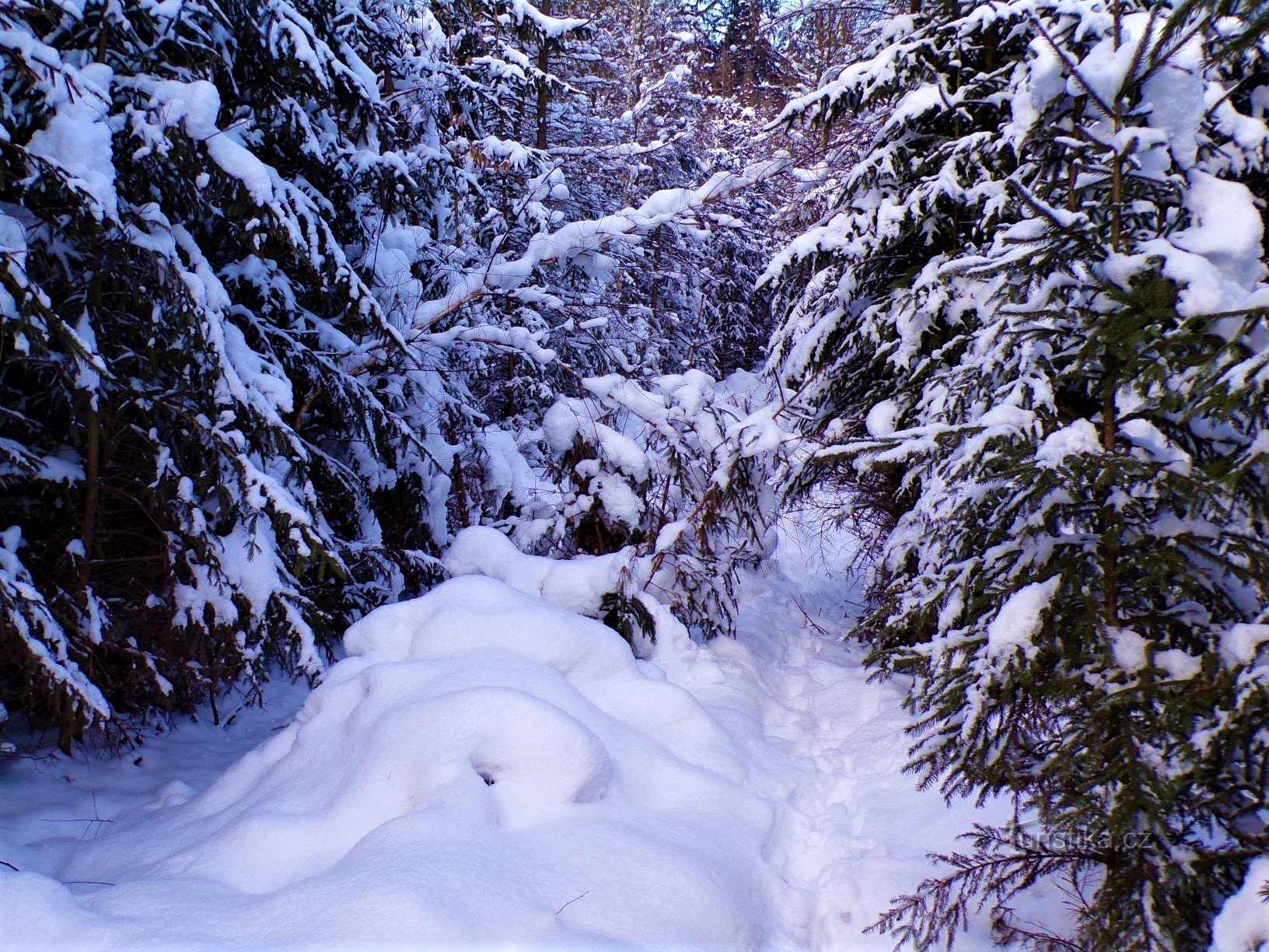 Uno de los caminos forestales cerca de Spáleného kopce (Slatina nad Úpou, 17.1.2021)