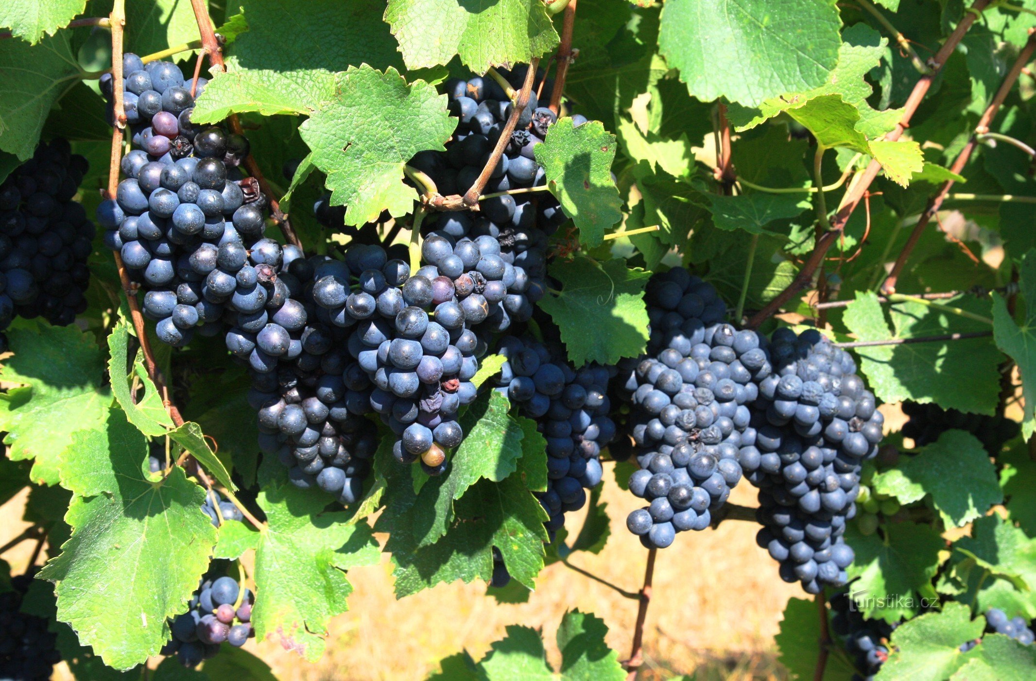 Jedna z niebieskich odmian winogron