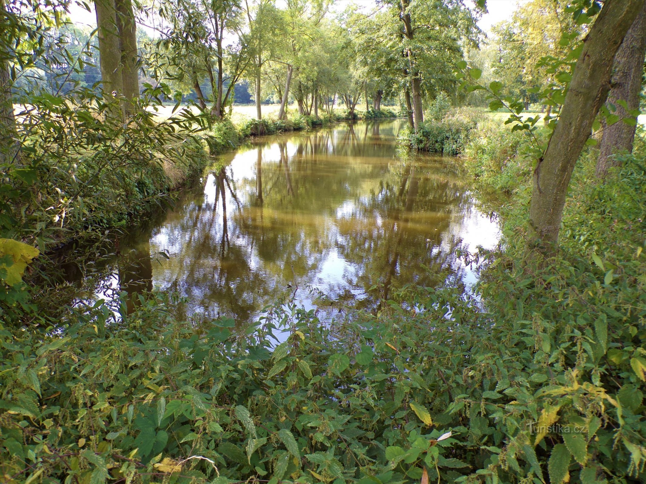 Jedan od slijepih rukavaca Elbe između Hořenice i Jaroměřský rybník (Jaroměř, 14.9.2021. rujna XNUMX.)