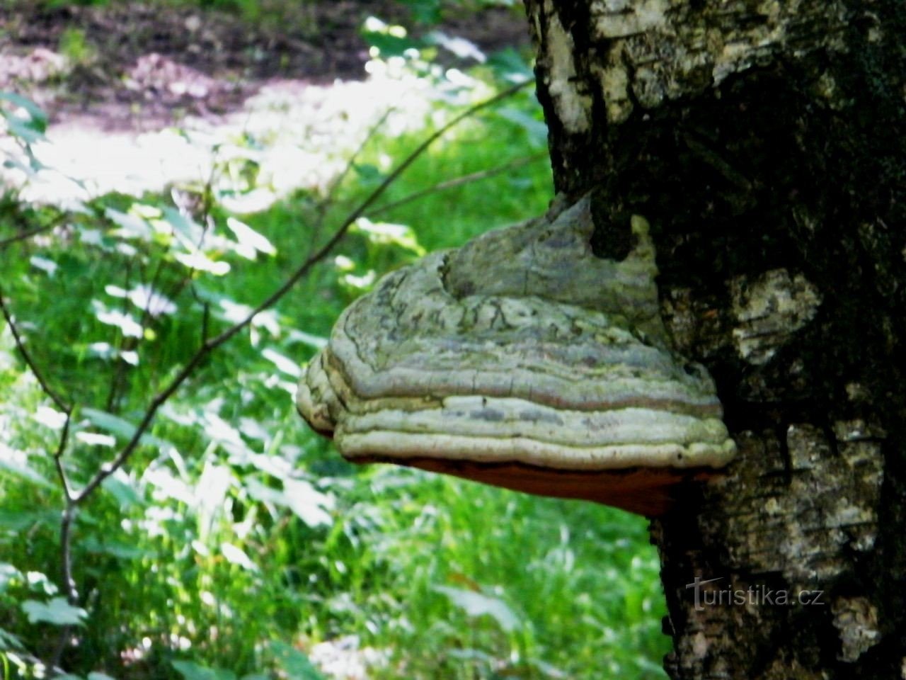 un des rares champignons que j'ai rencontré