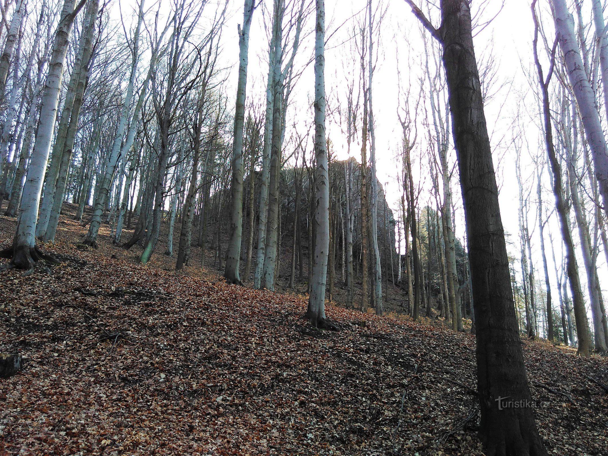 Un ago tra gli alberi