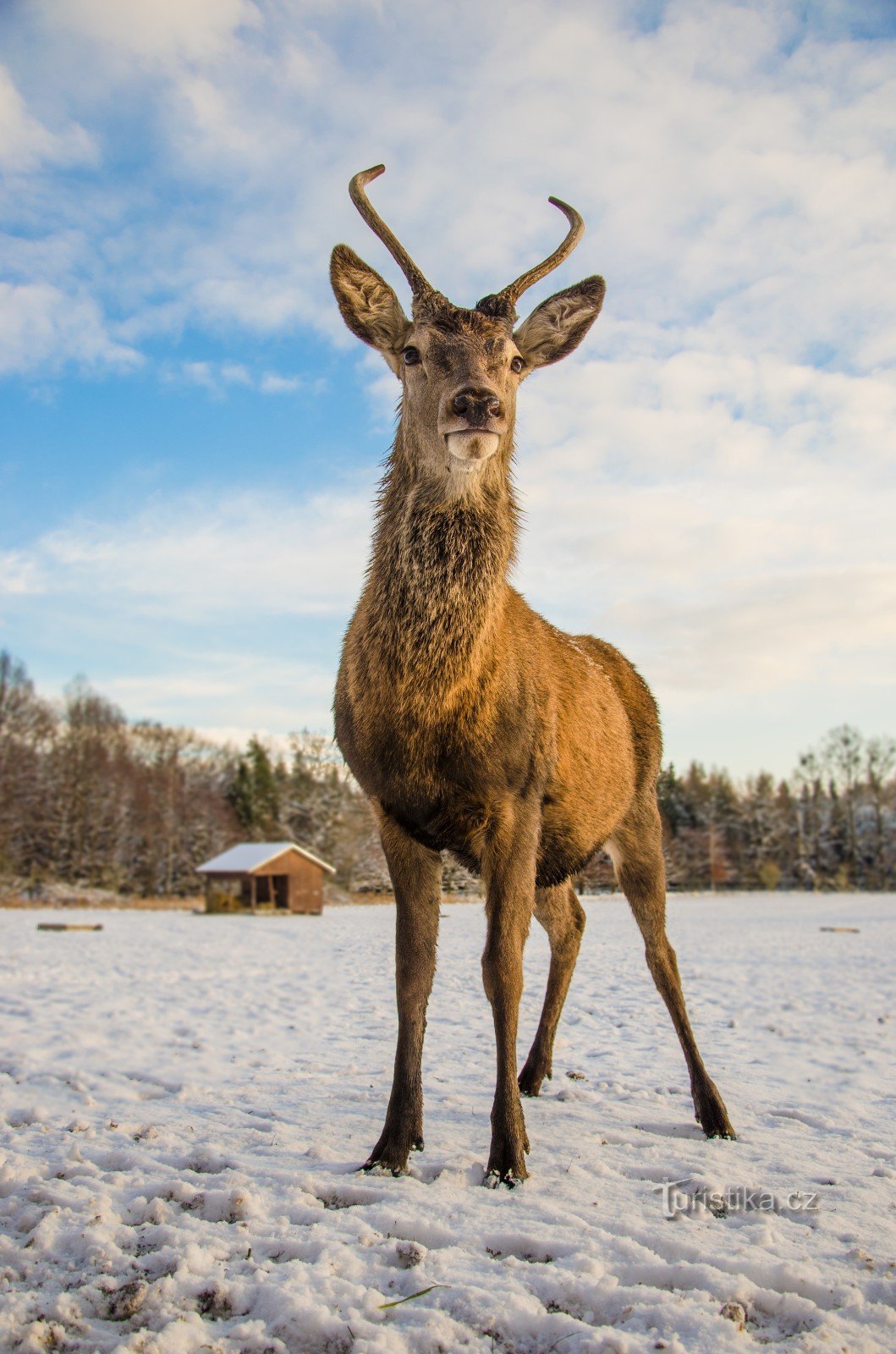 Deer Matěj the Younger trong khu bảo tồn thiên nhiên gần nhà nghỉ săn bắn cũ và khu bảo tồn rừng Viselec trong huyện
