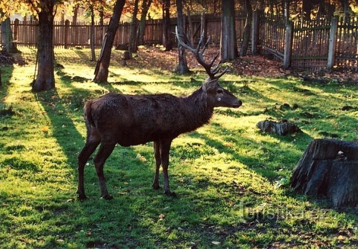 Cerf dans la forêt