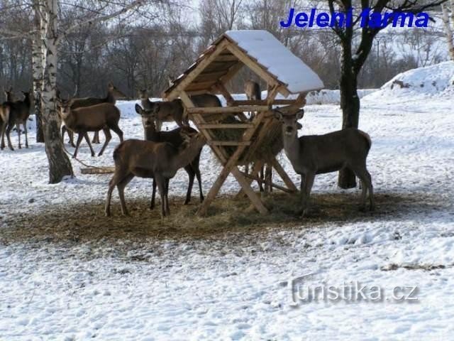 Hodowla jeleni - Jecmeniště
