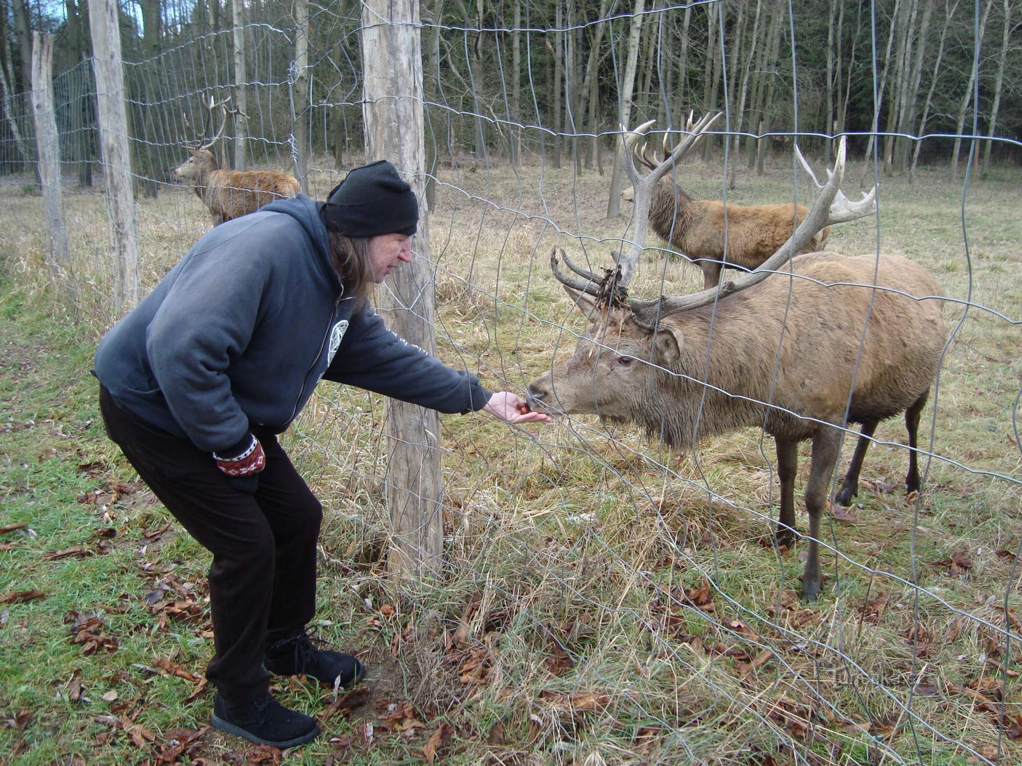 Parc aux cerfs