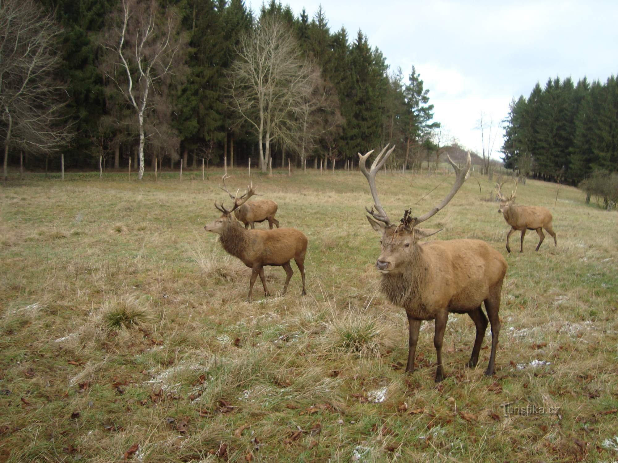 Parc aux cerfs