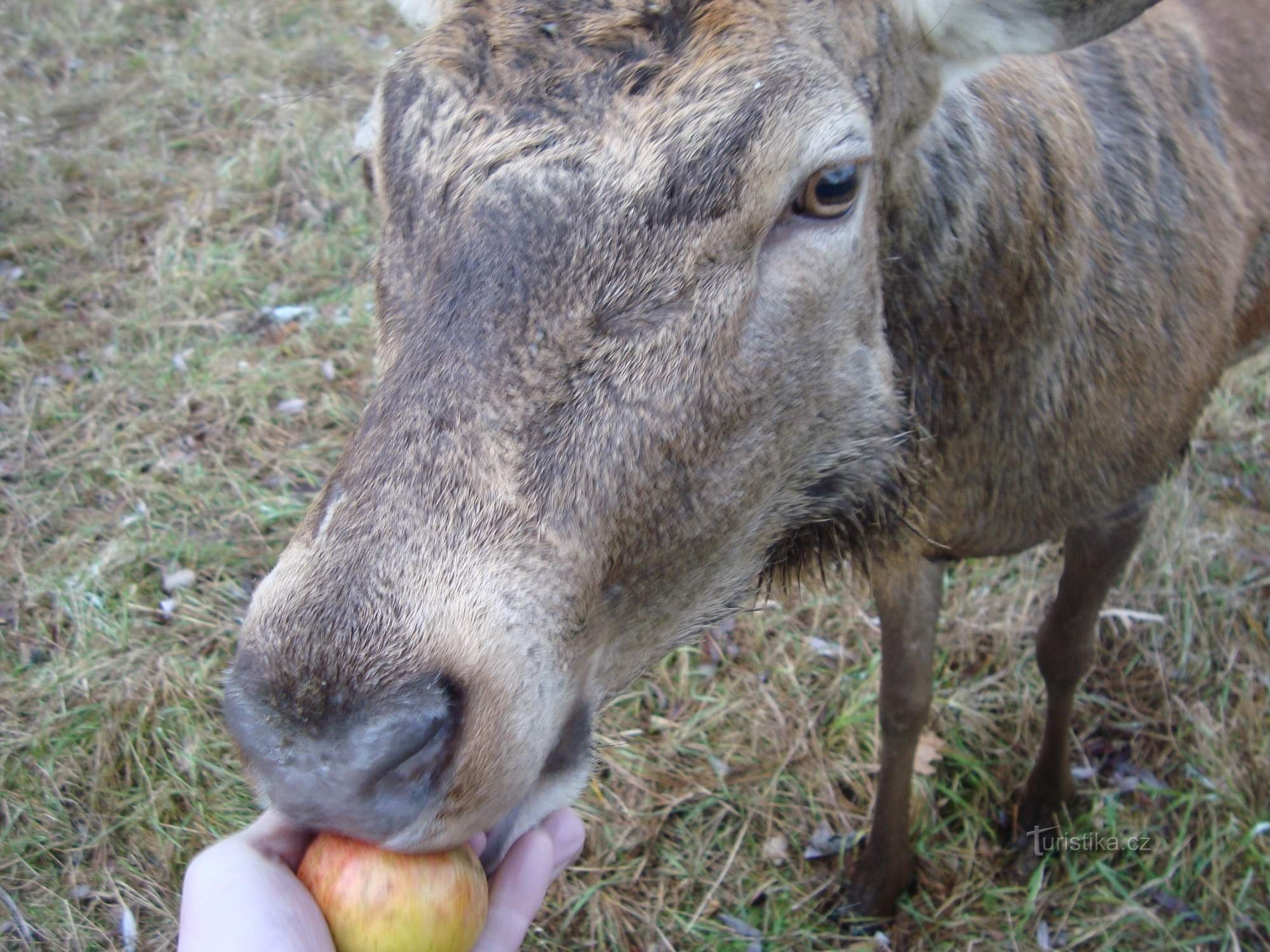 Parc aux cerfs