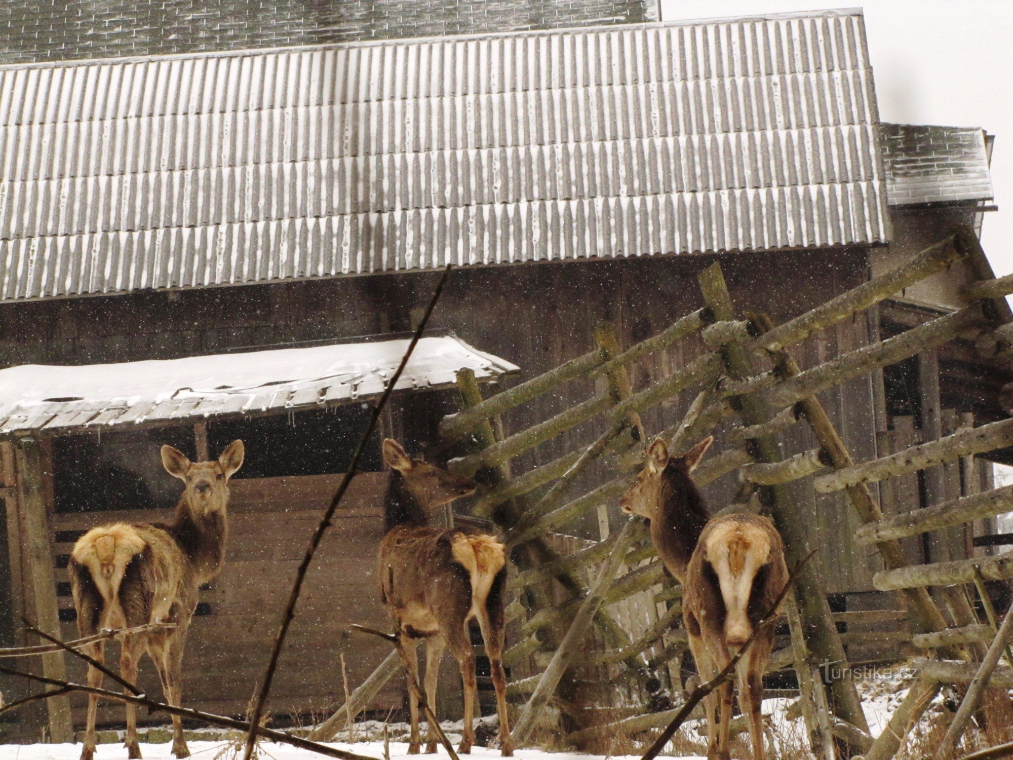 Parc aux cerfs près de Hrčava