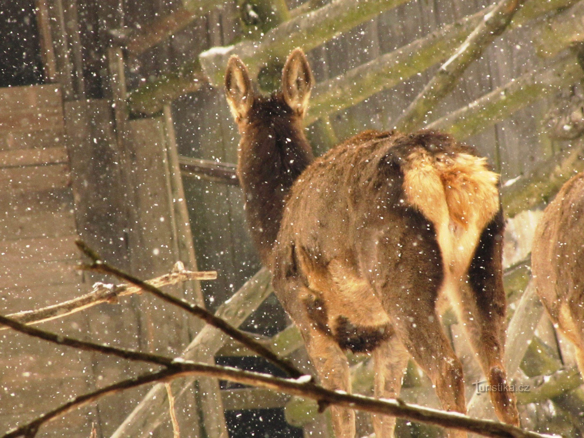 Rådjurspark nära Hrčava