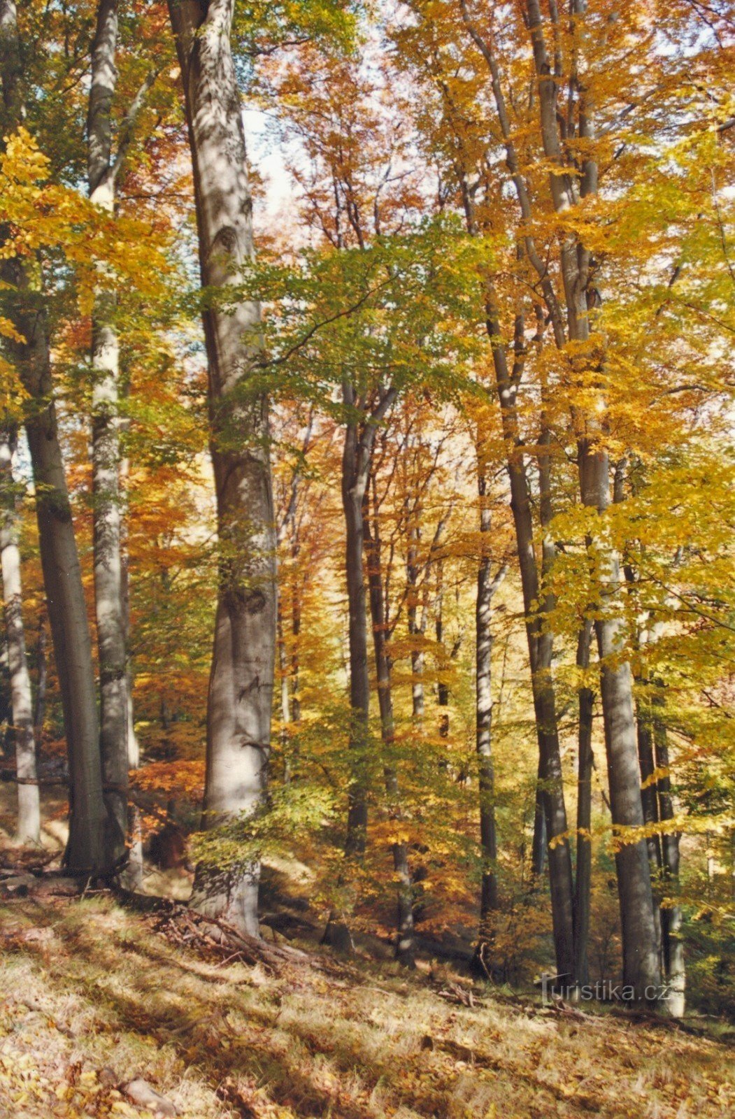 Jelení skok - nature reserve