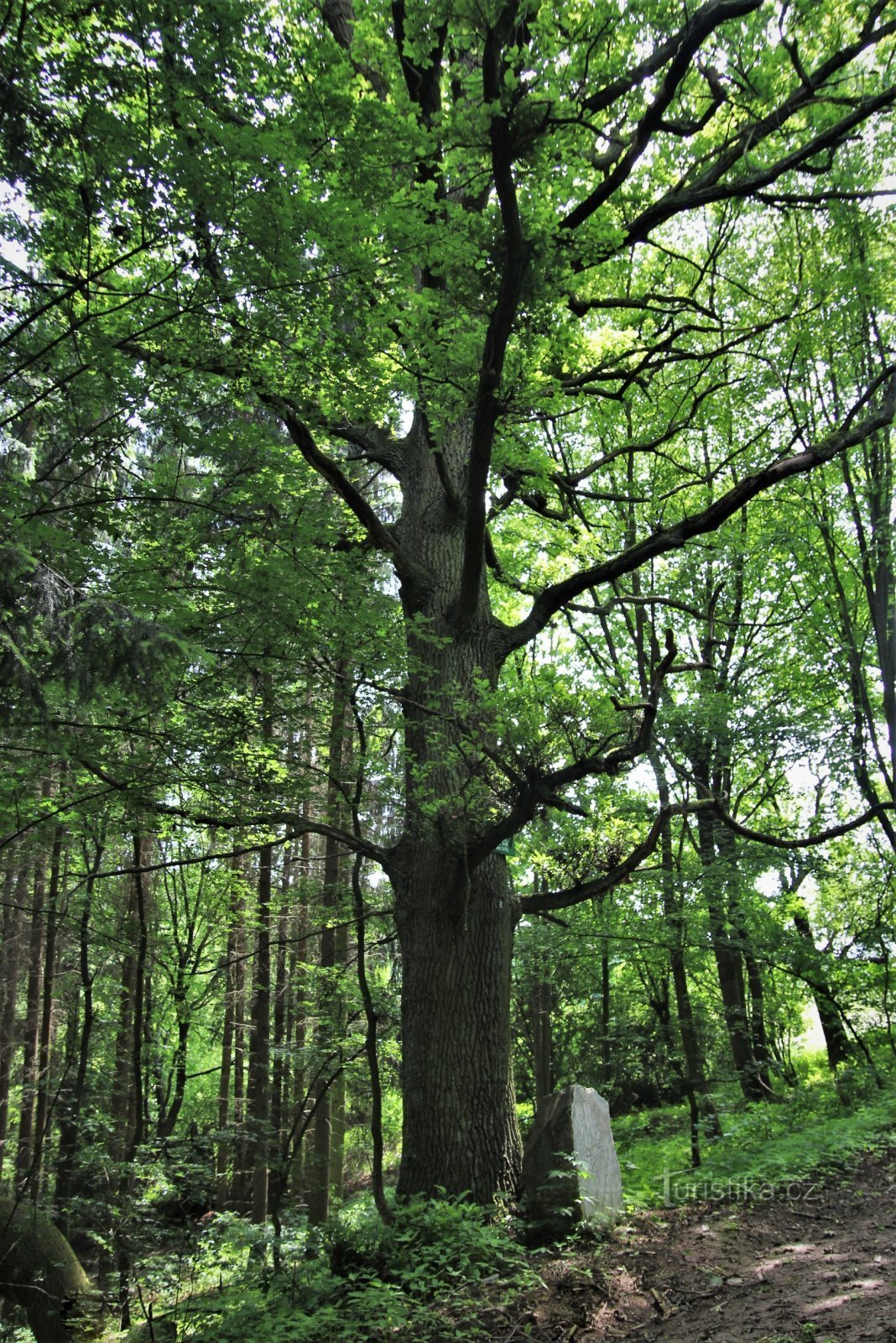 Jelínek's oak