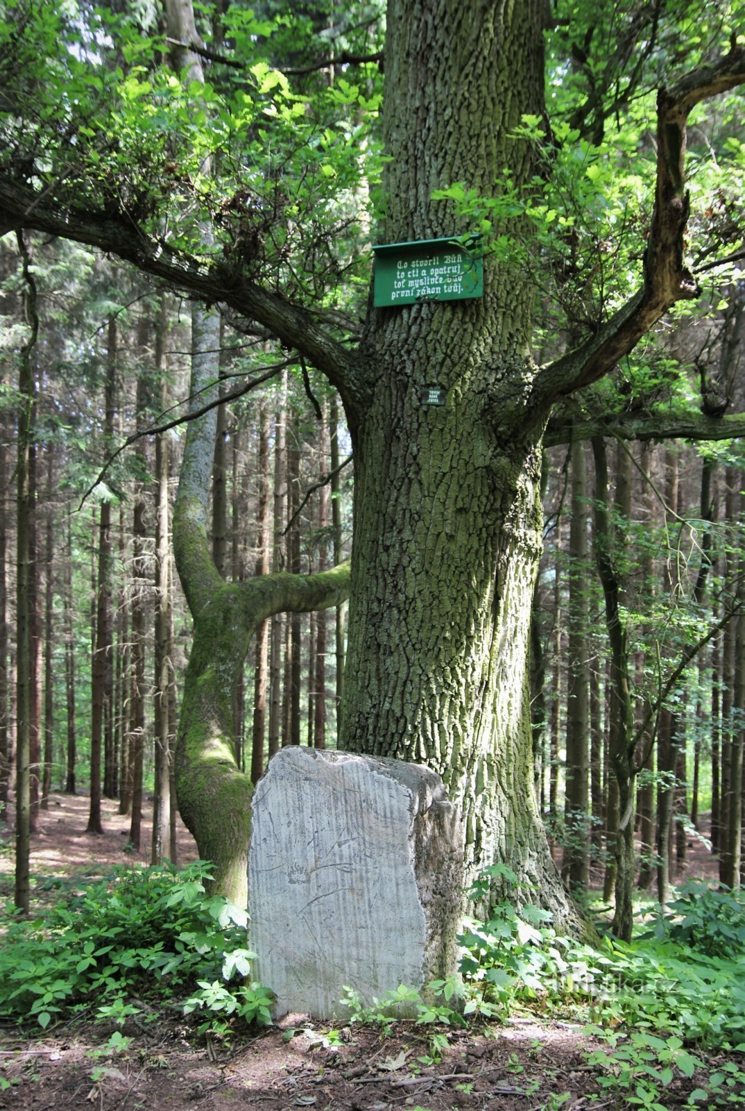 Jelínek's oak with a stone