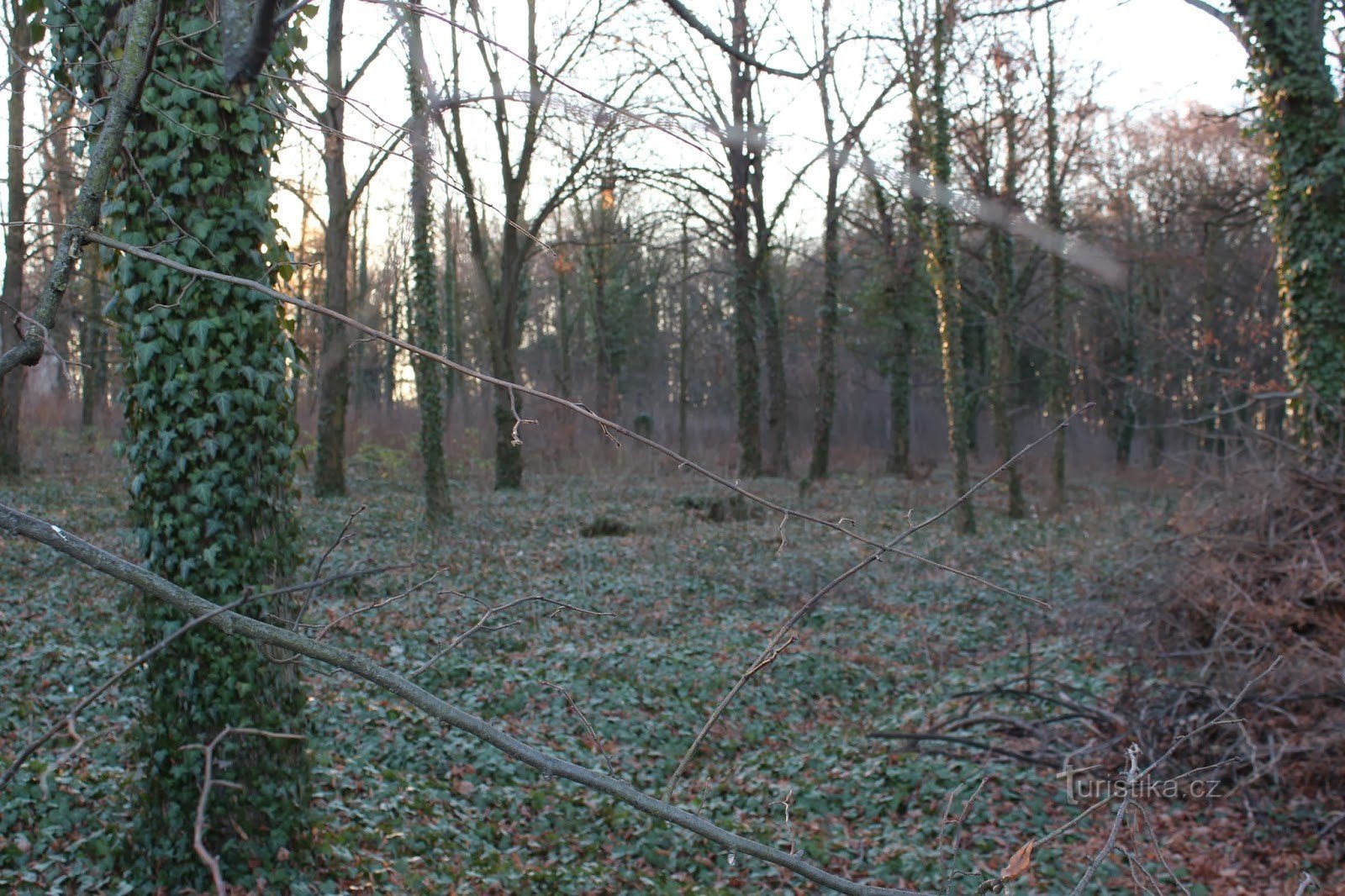 Tylko zarośnięte kopce przypominają groby