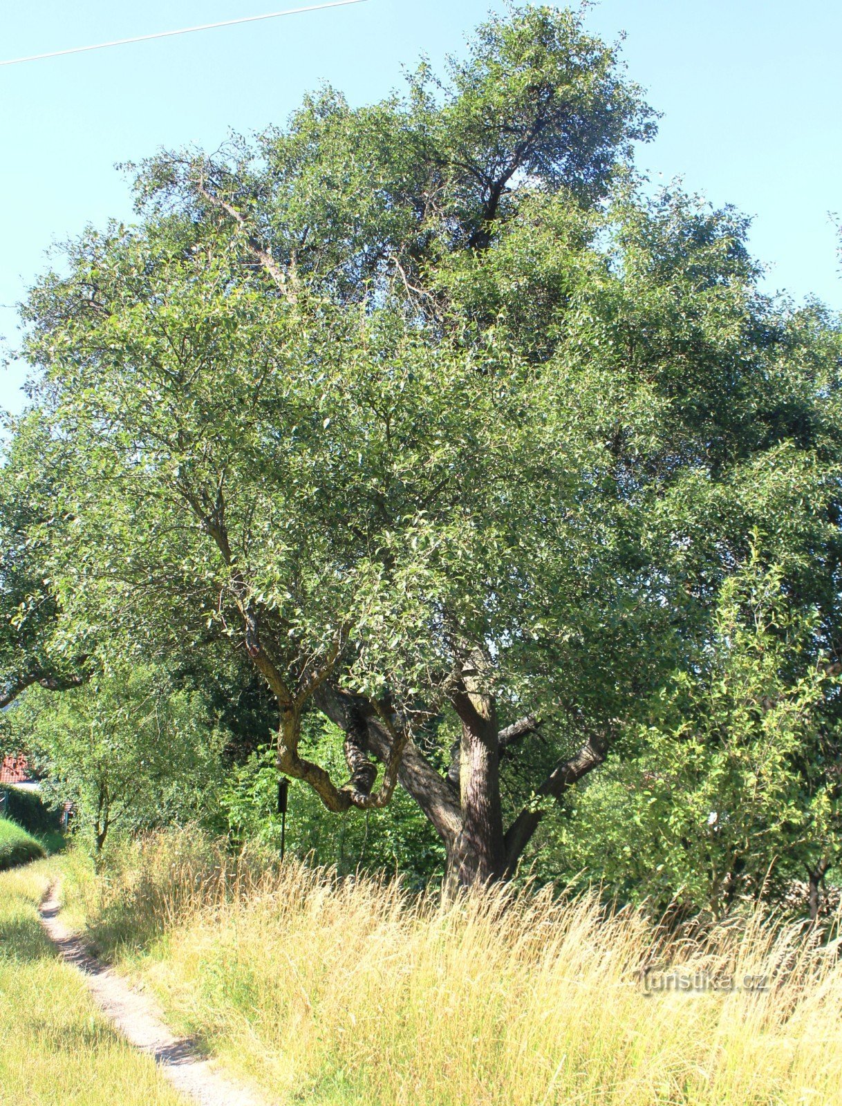 poire de Jenik