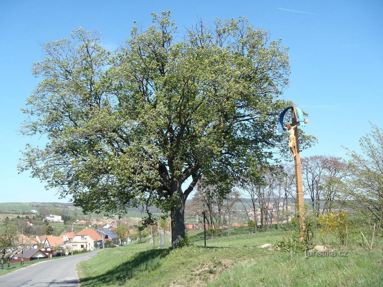 Wyrwa żurawia na krzyżu Kosmáka - 28.4.2012
