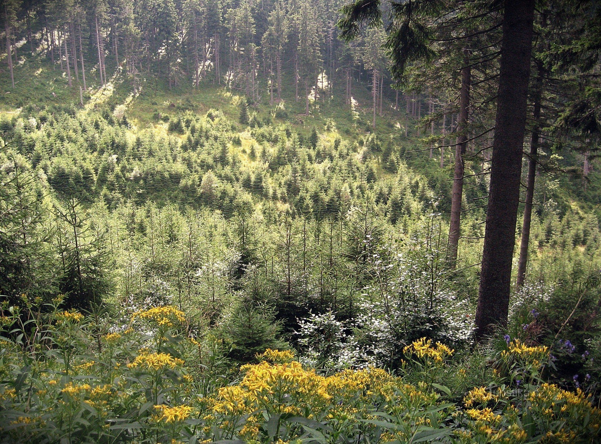 Jesenice