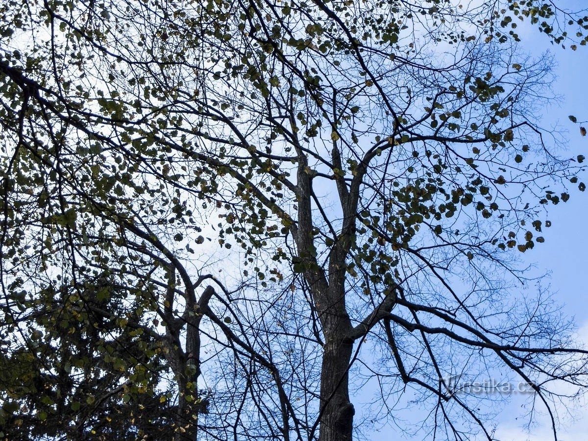 Jeseník – Linden en la columnata