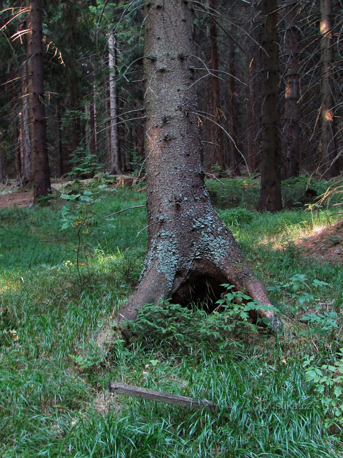 JESENÍKY 2013 - Von Skrítek hinter den Felsenraritäten des Hraběšické hory