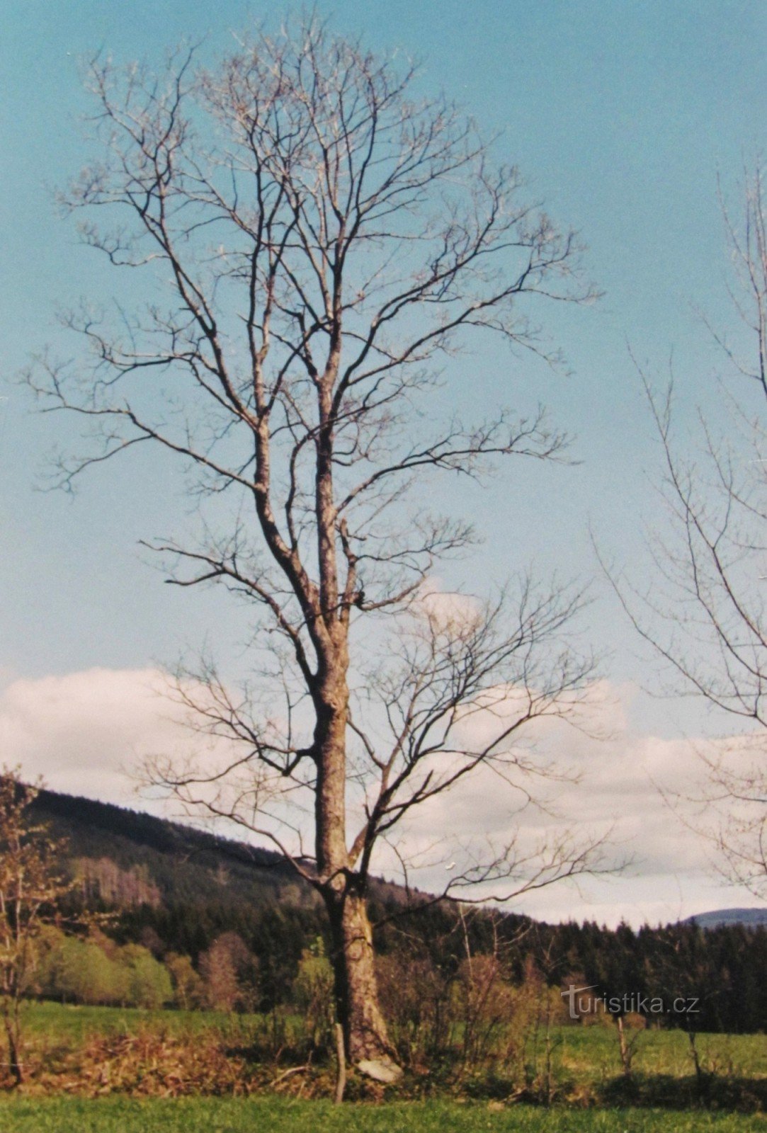 白蜡木（1987 年复古）