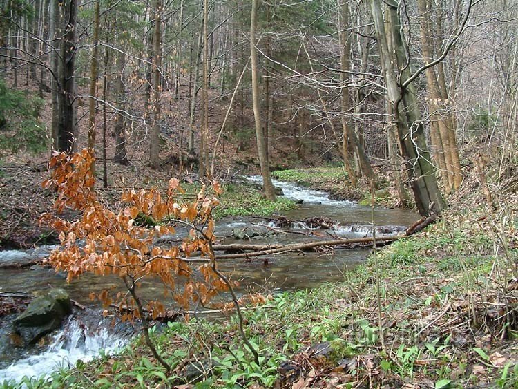 Ruisseau d'automne