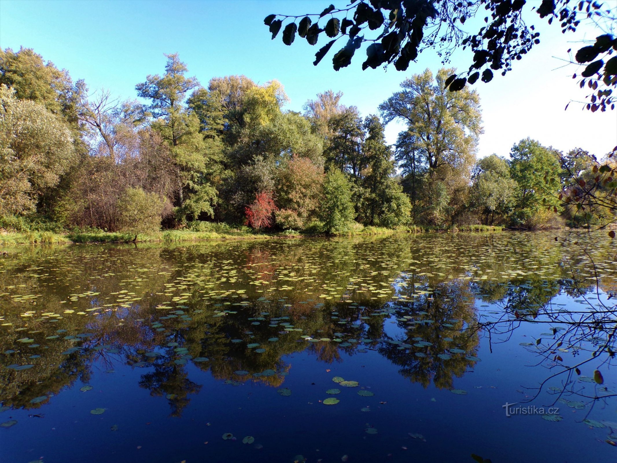 Jesípek (Hradec Králové, 10.10.2021.)