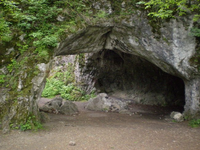 Seta da caverna