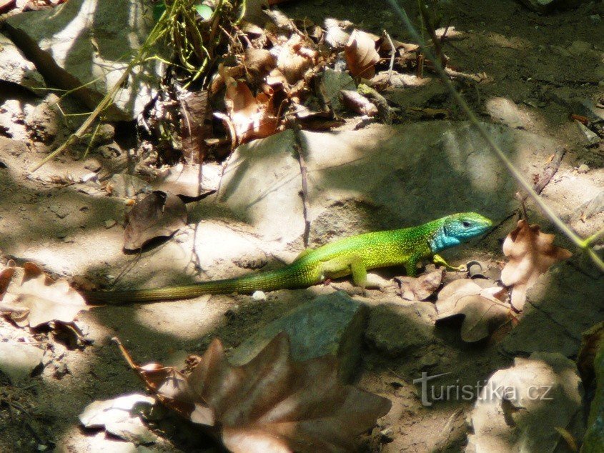 zielona jaszczurka o długości 30 cm