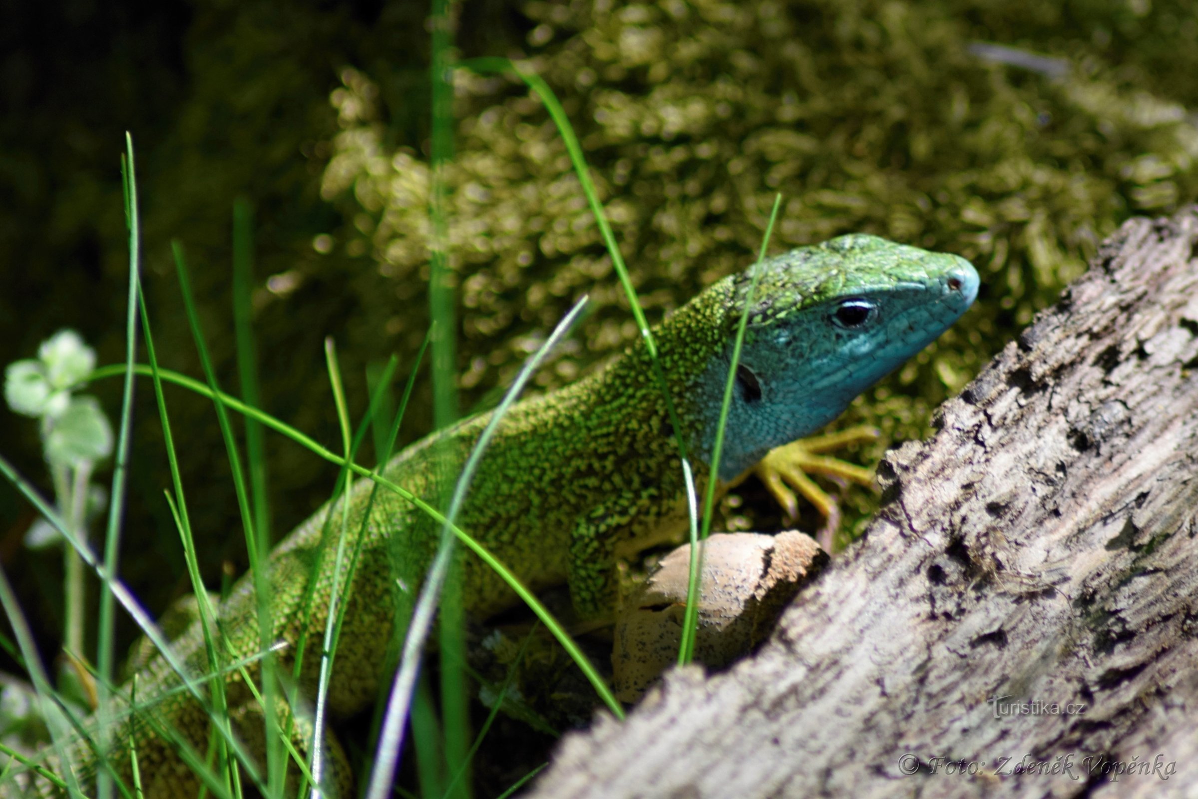 Lézard vert.