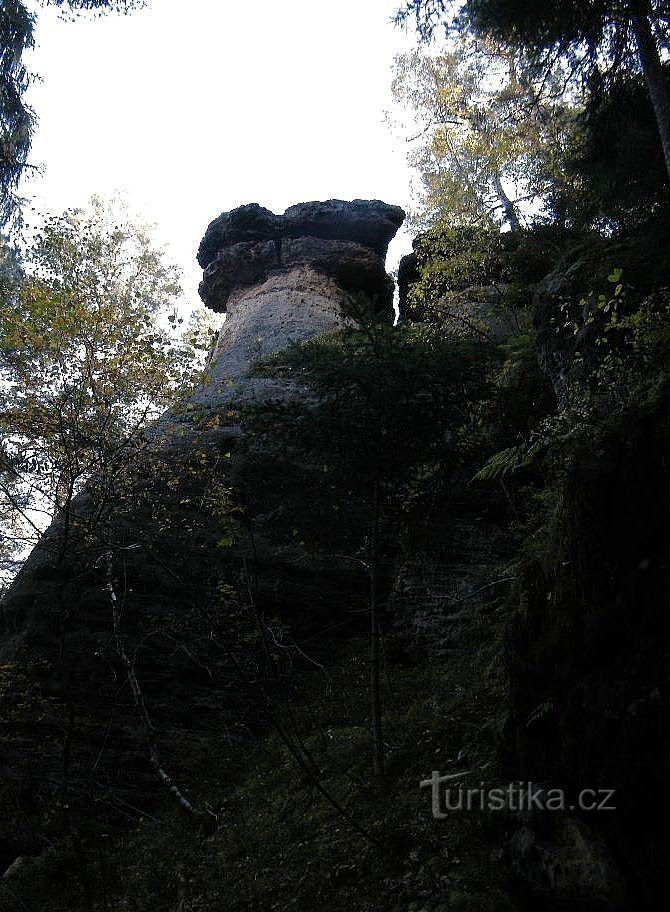 Tampas de gavião