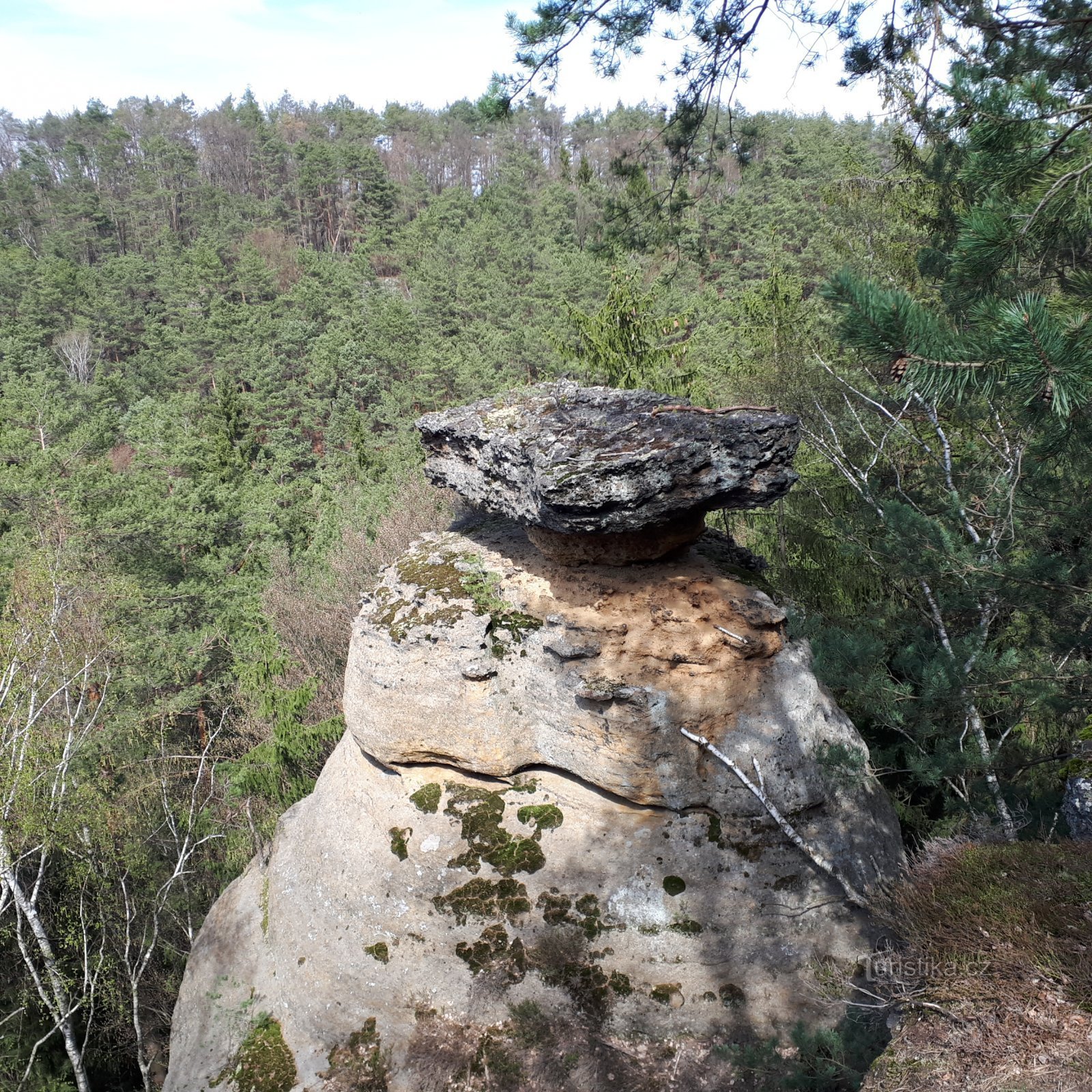 Tampas de gavião