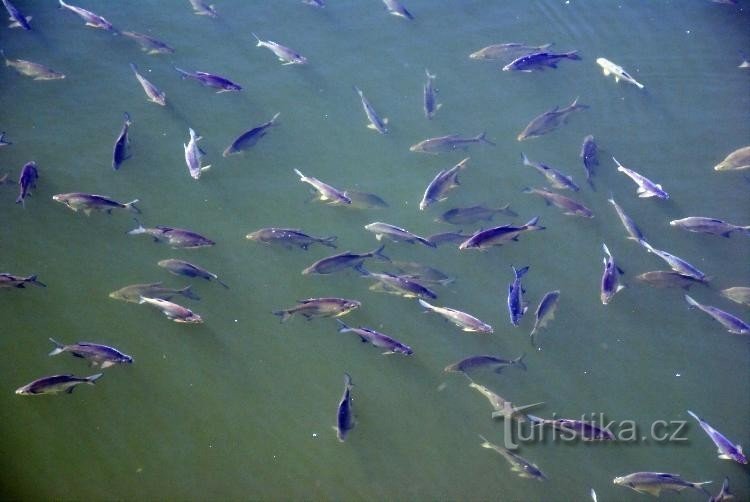 Jevišovka, presa - los peces están en casa