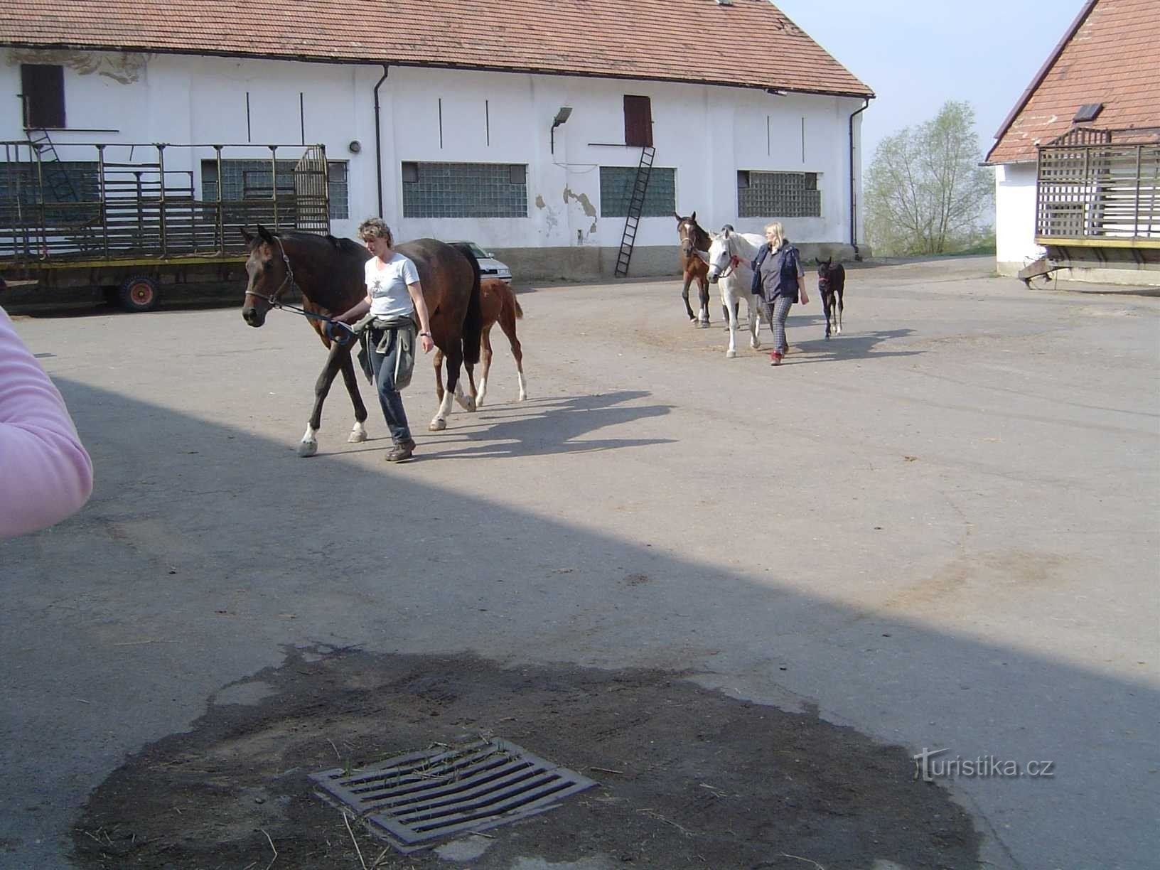 Khu vực cưỡi ngựa Svinčice