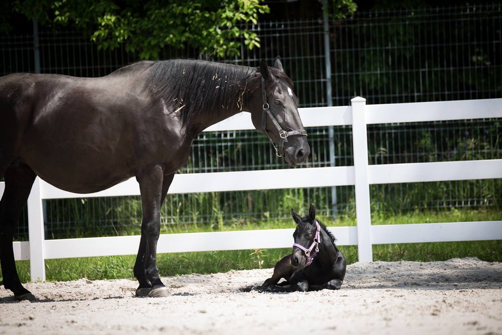 Equestrian Club Liberec