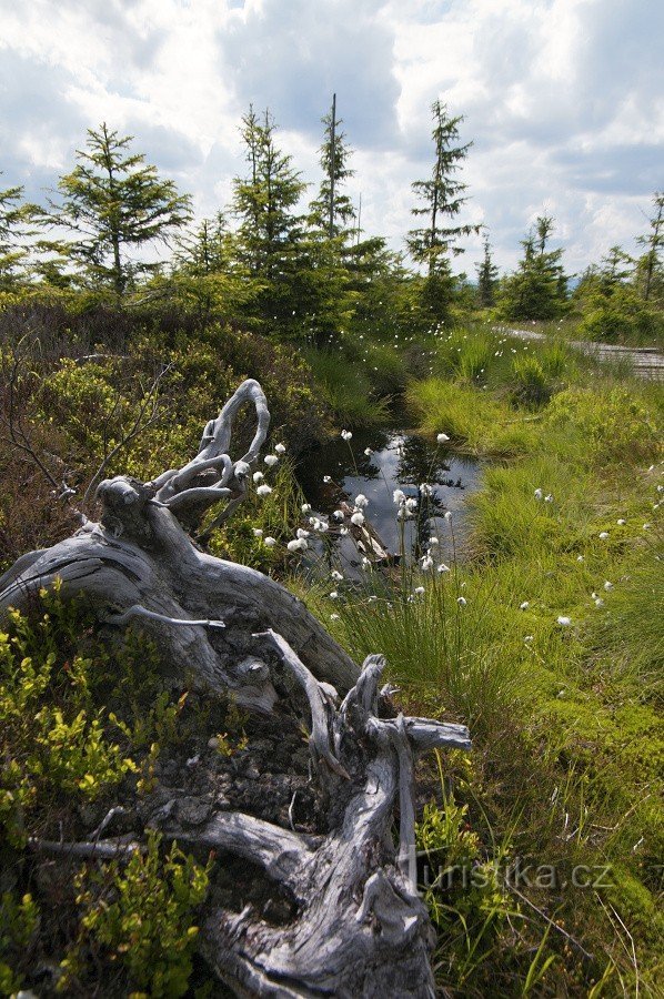 Jezerník ontleent zijn naam aan de kleine wetlands